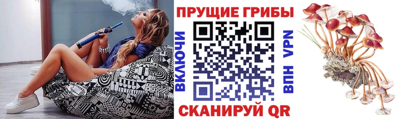 Галлюциногенные грибы Cubensis  блэк спрут ссылка  Дегтярск 